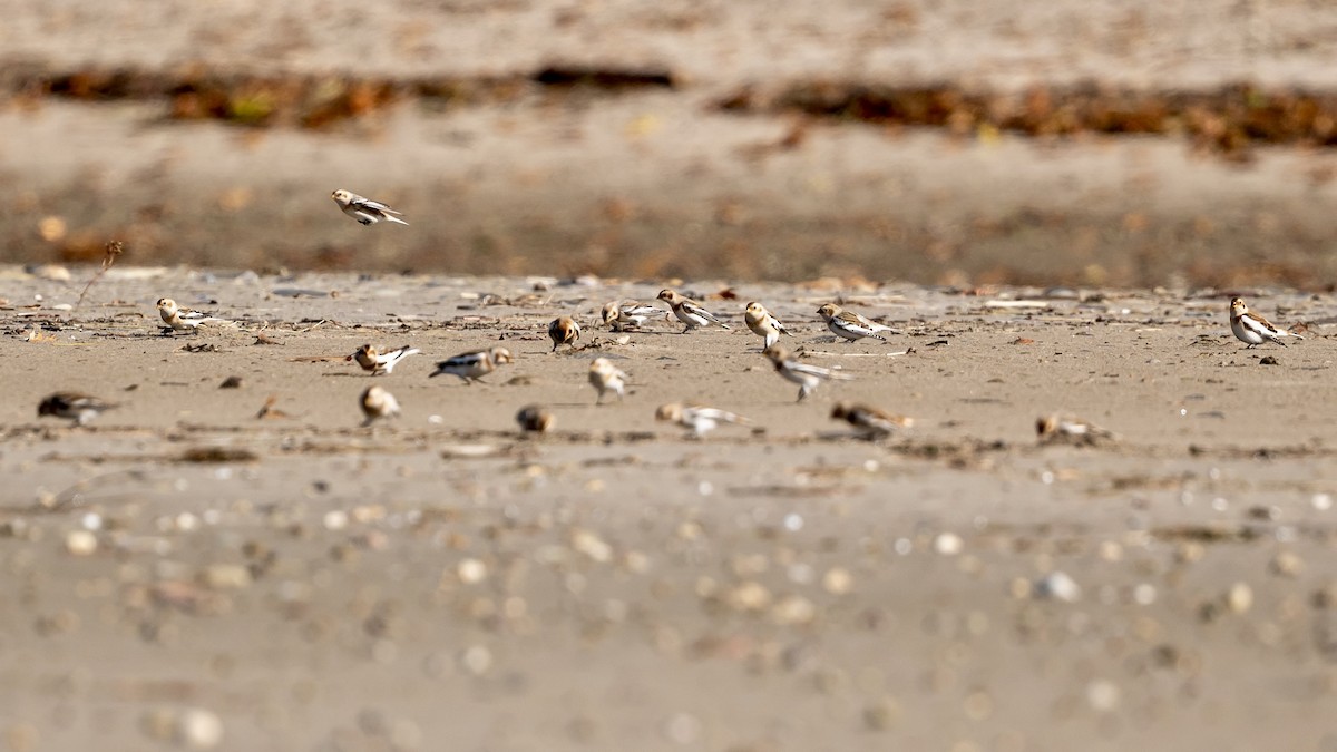 Snow Bunting - Bill Massaro