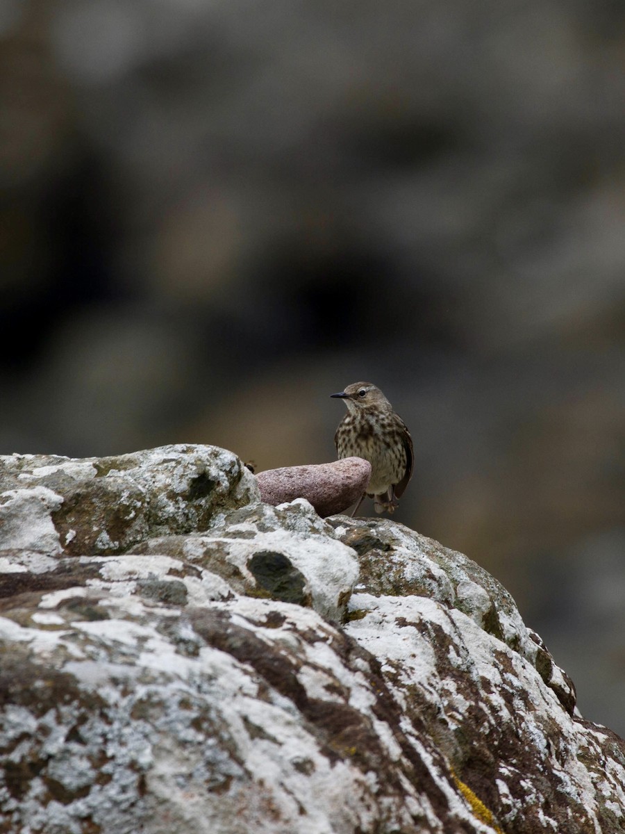 Bisbita Costero - ML644465948