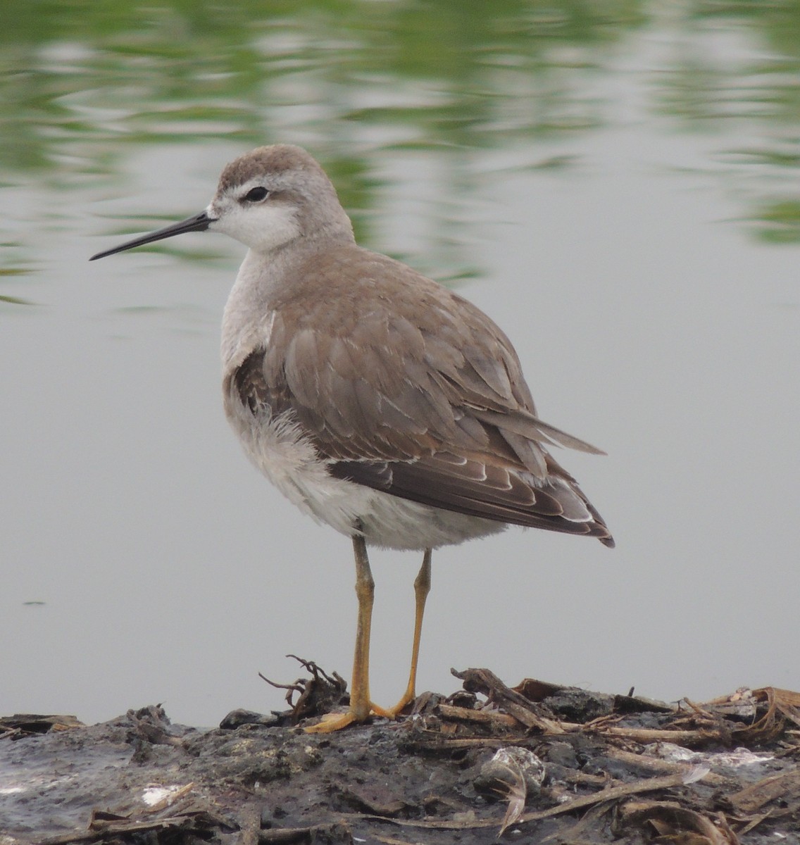 Wilsonwassertreter - ML644465954