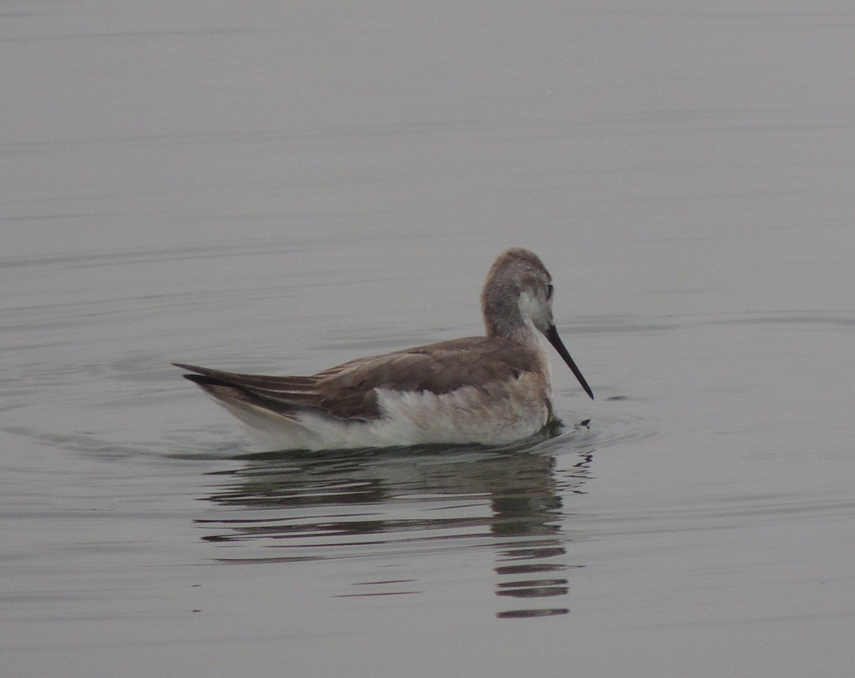 Wilsonwassertreter - ML644465955