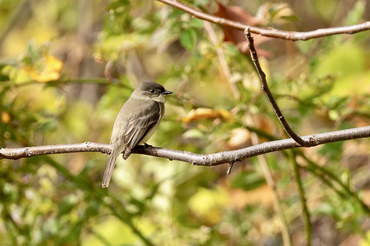Eastern Phoebe - ML644465956