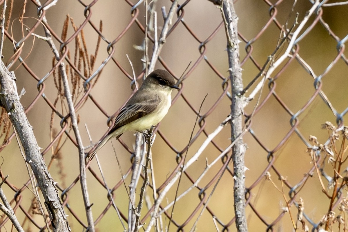 Eastern Phoebe - ML644465957