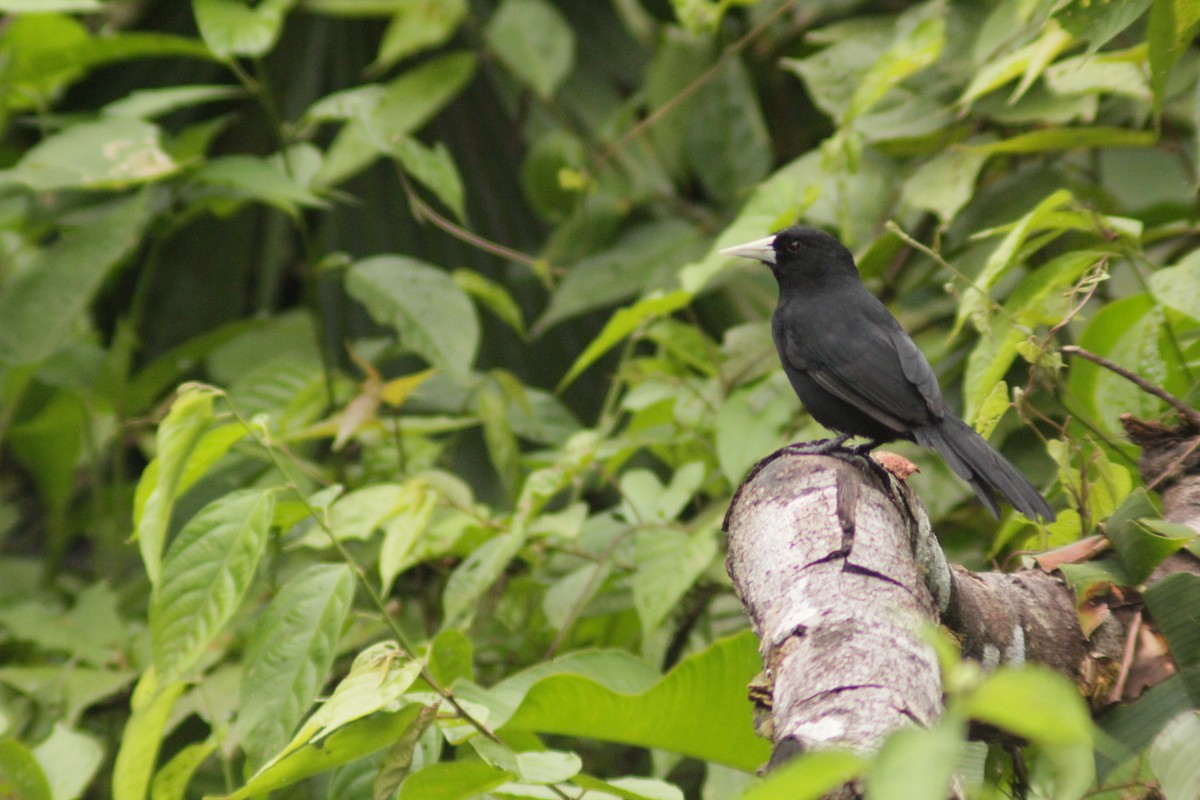 Solitary Black Cacique - ML644465958