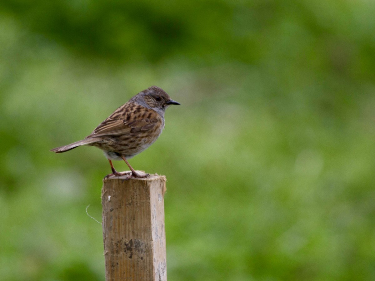 jernspurv - ML644465962