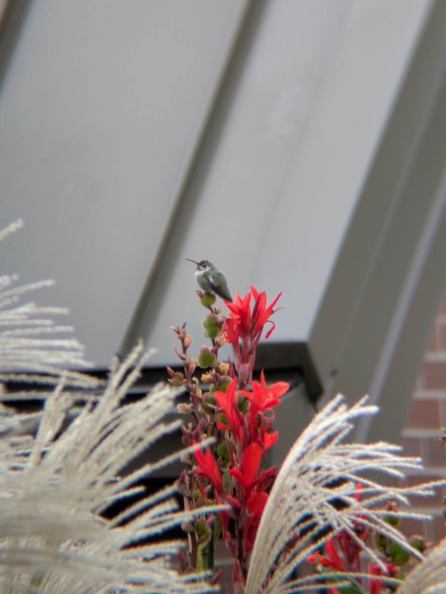 Costa's Hummingbird - ML644465966