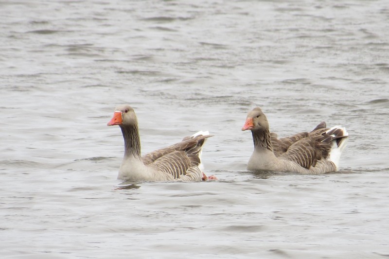 Graylag Goose (Domestic type) - ML644465969