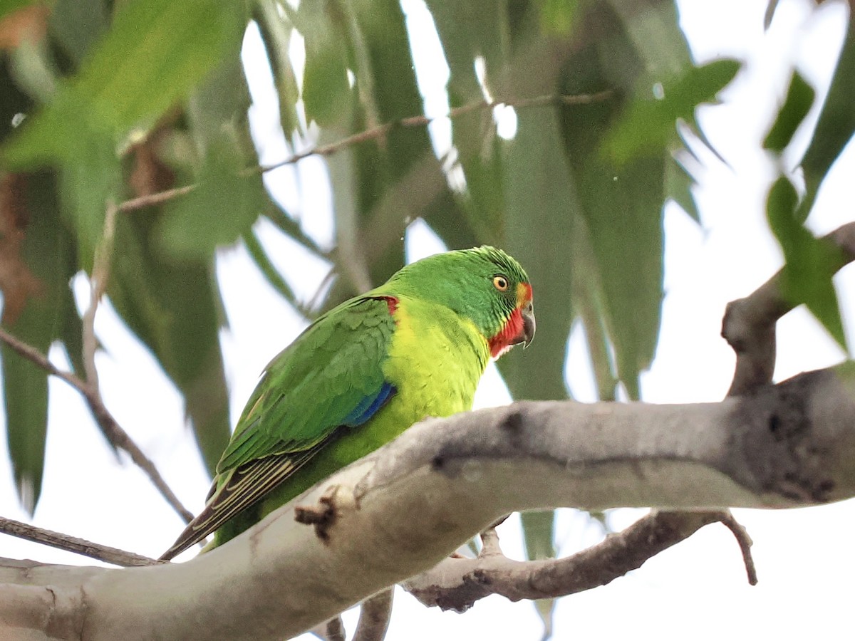 Swift Parrot - Jim Mathews