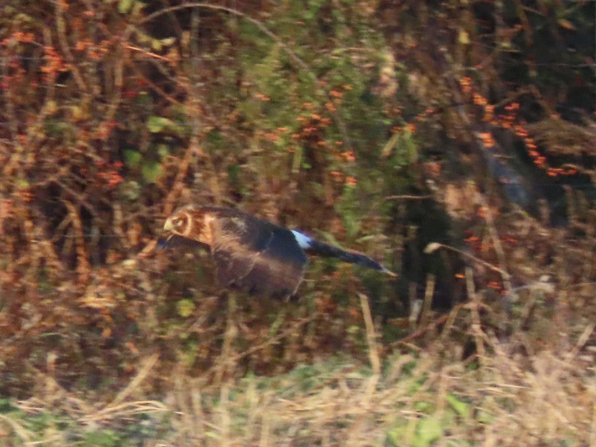 moták severoamerický - ML644466017