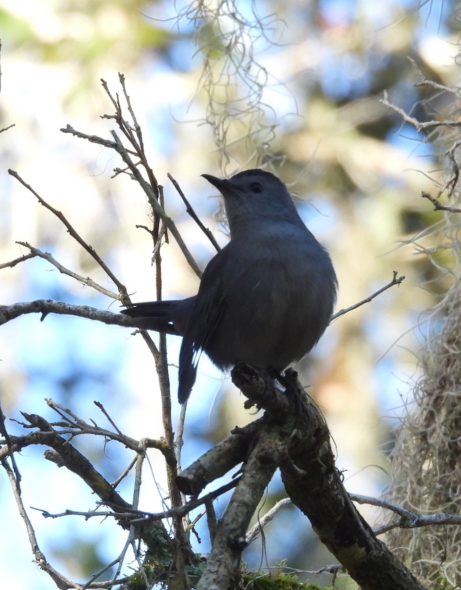 Gray Catbird - ML644466022
