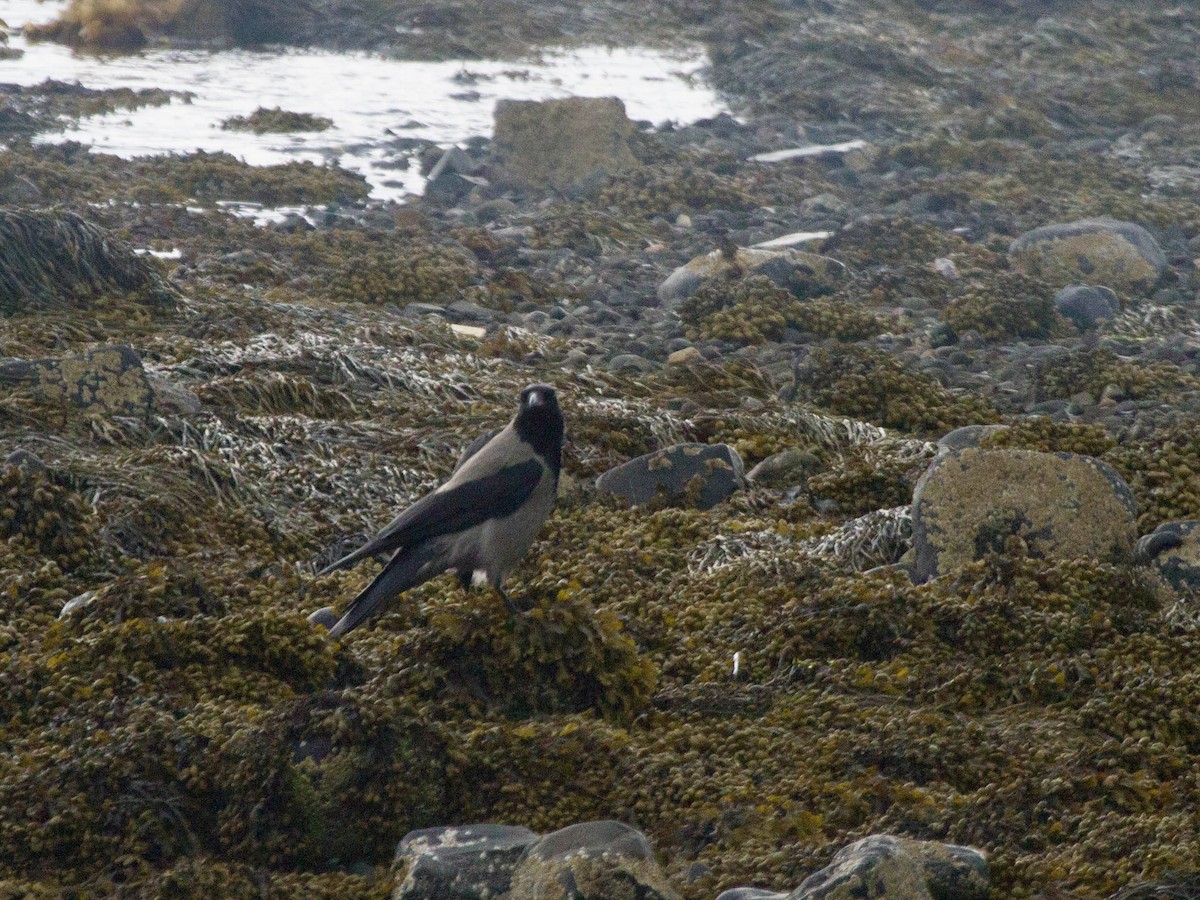 Саарал хэрээ - ML644466023