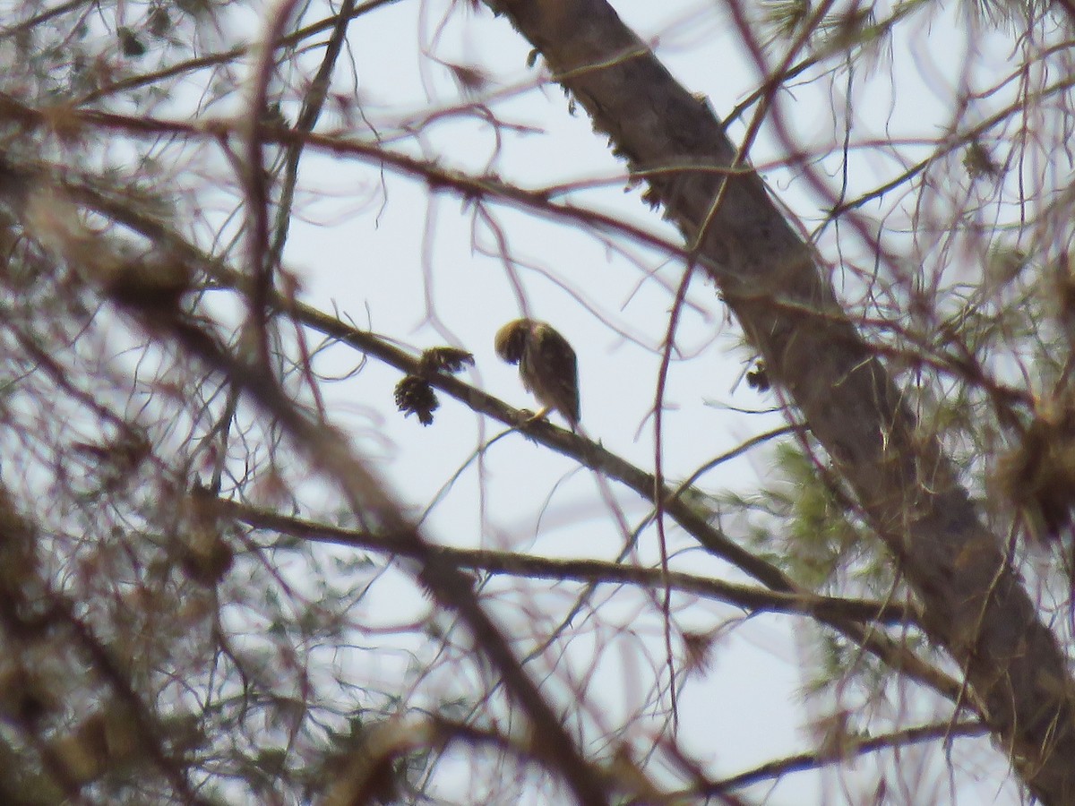 Mozolo arrunta (noctua) - ML644466037