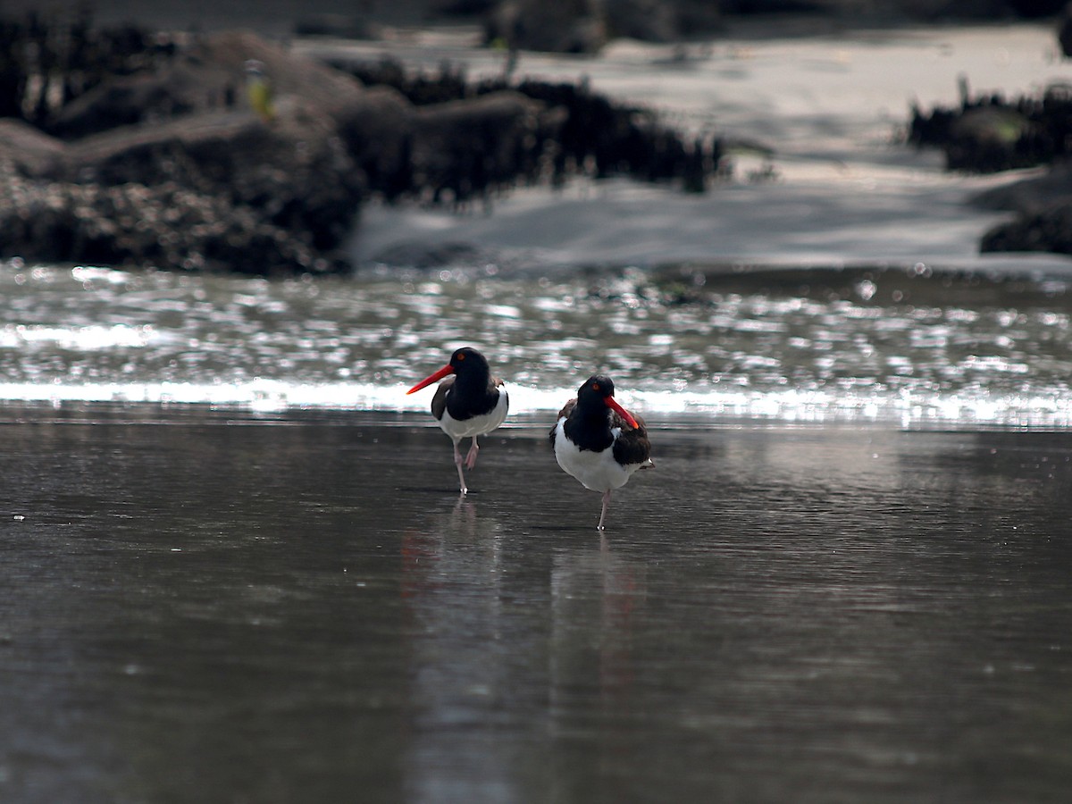 Ostrero Pío Americano - ML644466049