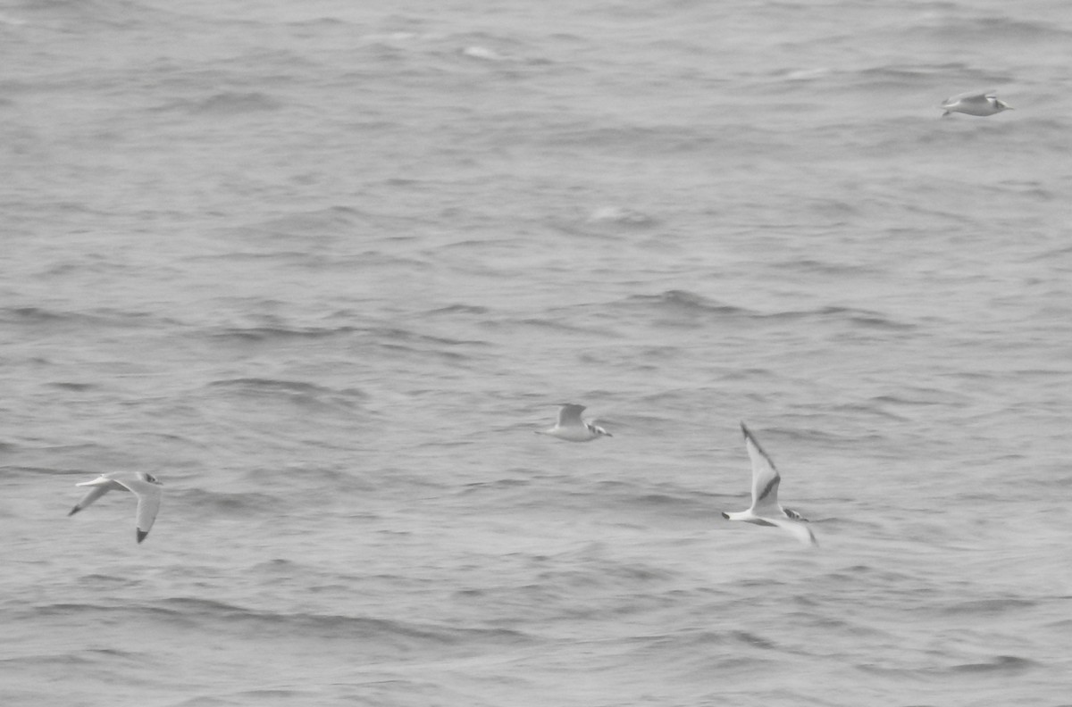 Black-legged Kittiwake - ML644466050