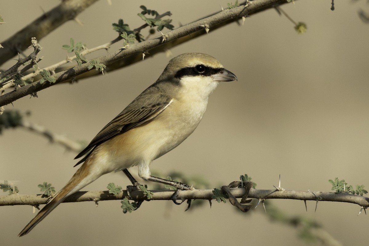 Isabelline Shrike (Daurian) - ML644466051