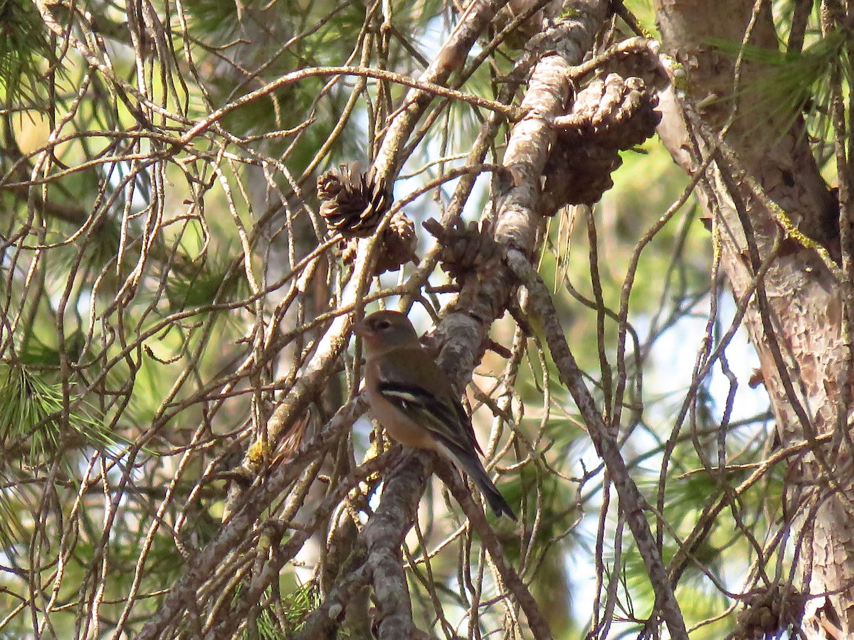 African Chaffinch (African) - ML644466052
