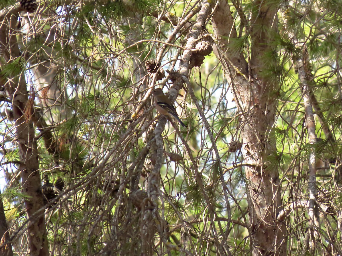 African Chaffinch (African) - ML644466053