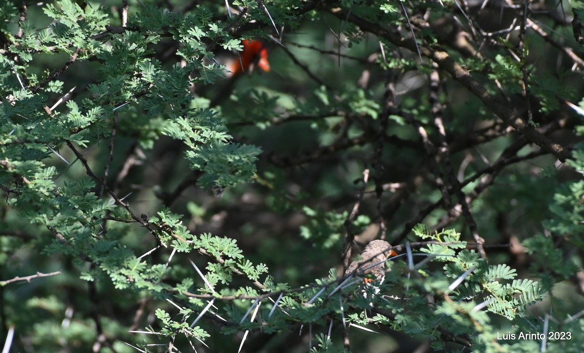 Red-headed Weaver - ML644466054