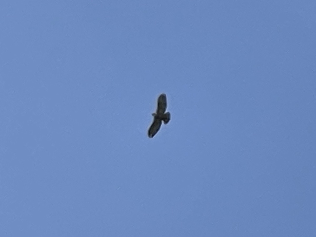 Aigle à ventre roux - ML644466070