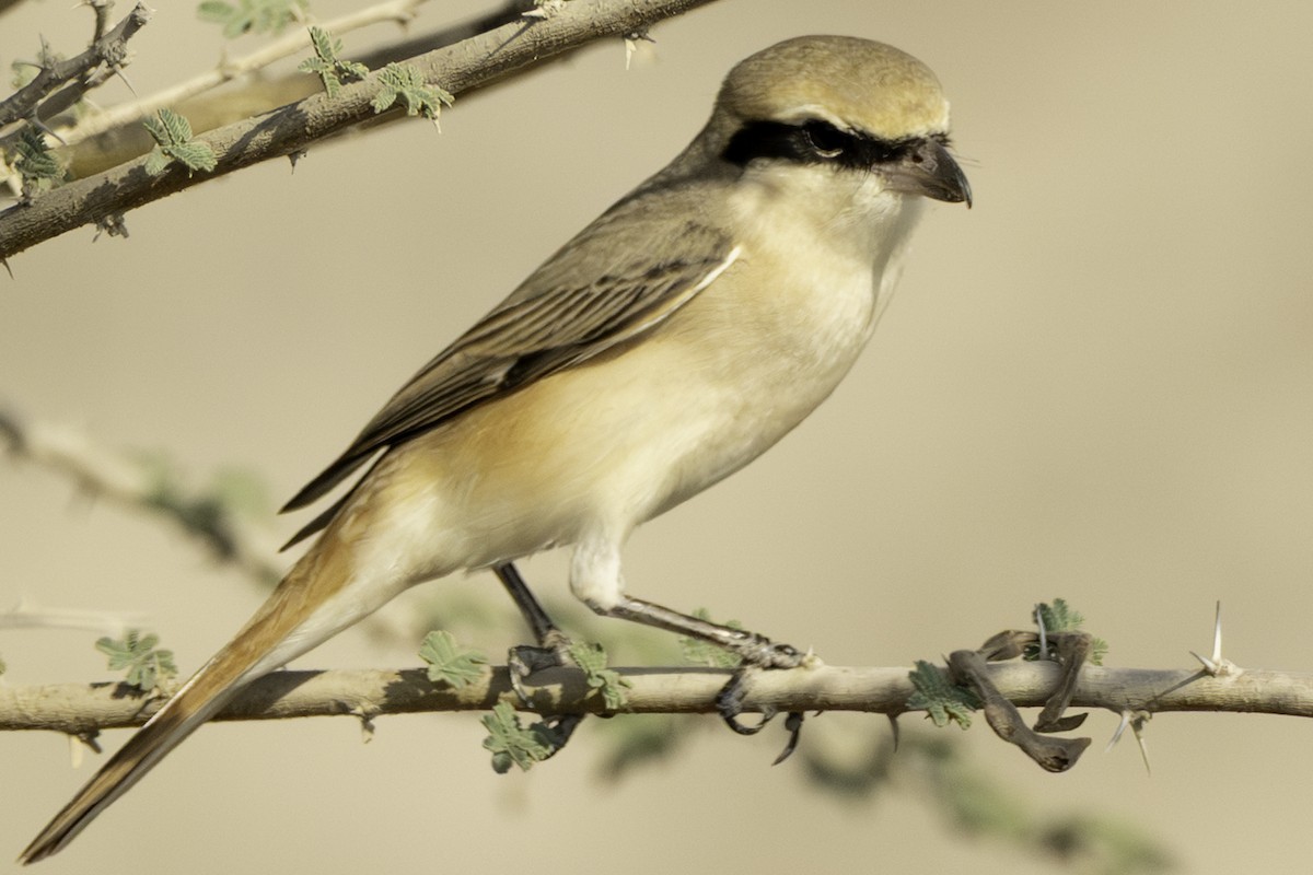 Isabelline Shrike (Daurian) - ML644466072