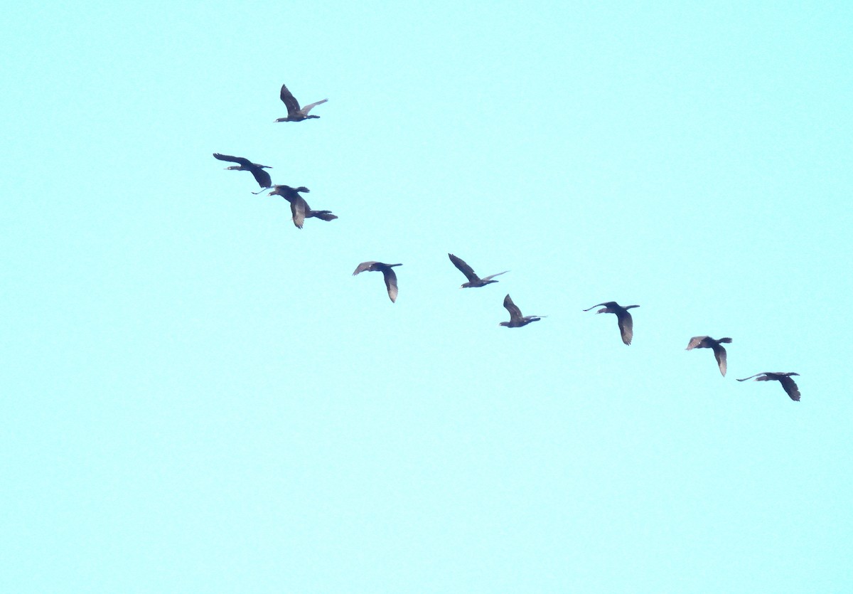 Neotropic Cormorant - ML644466074