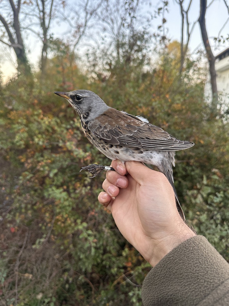 Fieldfare - ML644466086