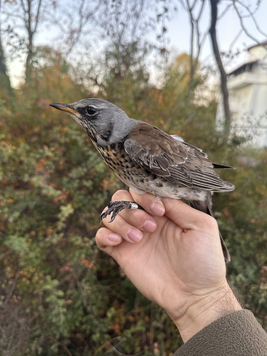 Fieldfare - ML644466087
