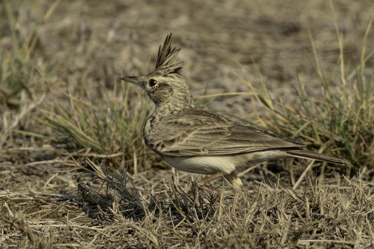 Согсоот болжмор - ML644466102