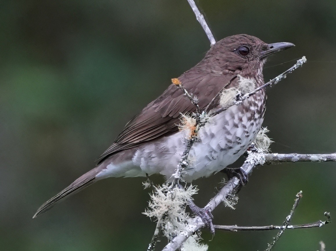 Maranyon Ardıcı - ML644466114