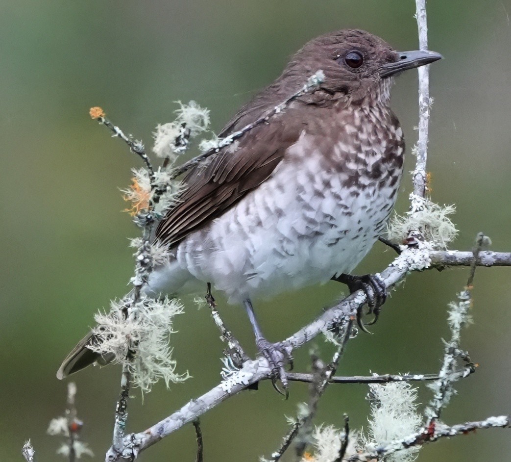 Maranyon Ardıcı - ML644466115