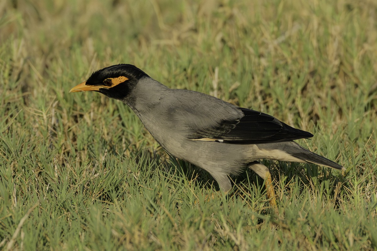 Bank Myna - ML644466135