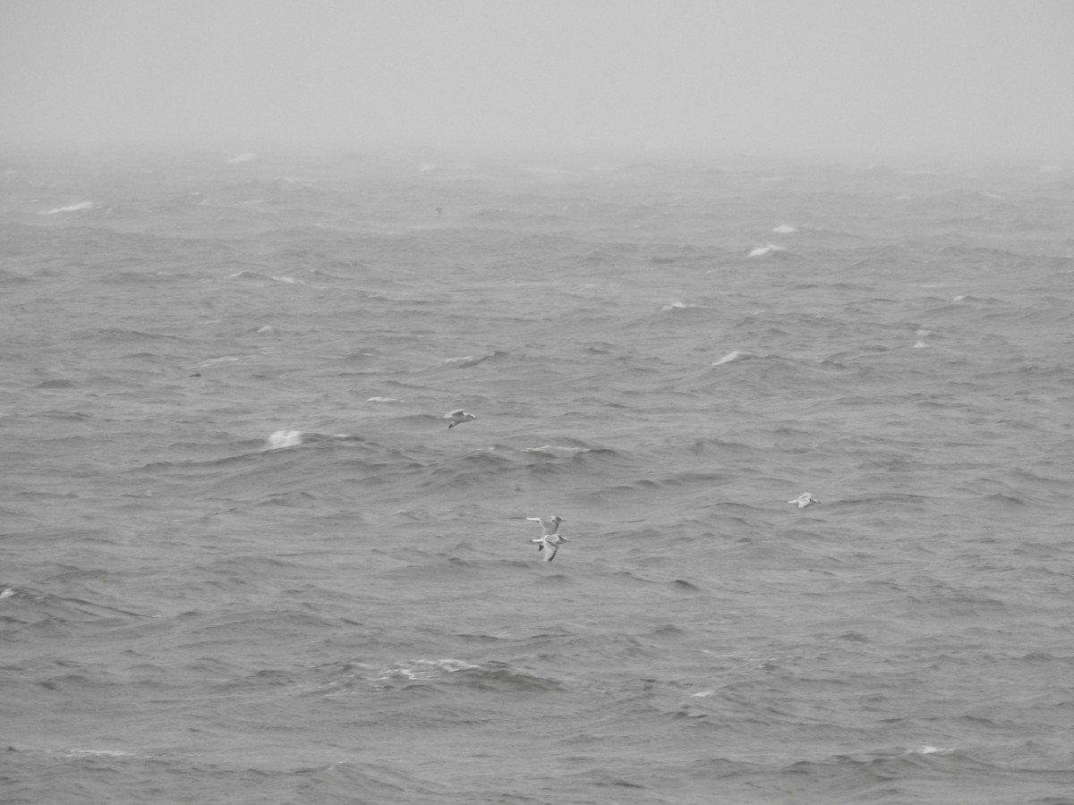 Black-legged Kittiwake - ML644466143