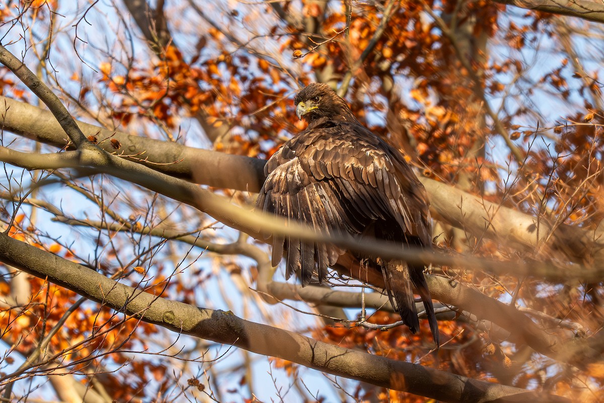 Golden Eagle - ML644466145