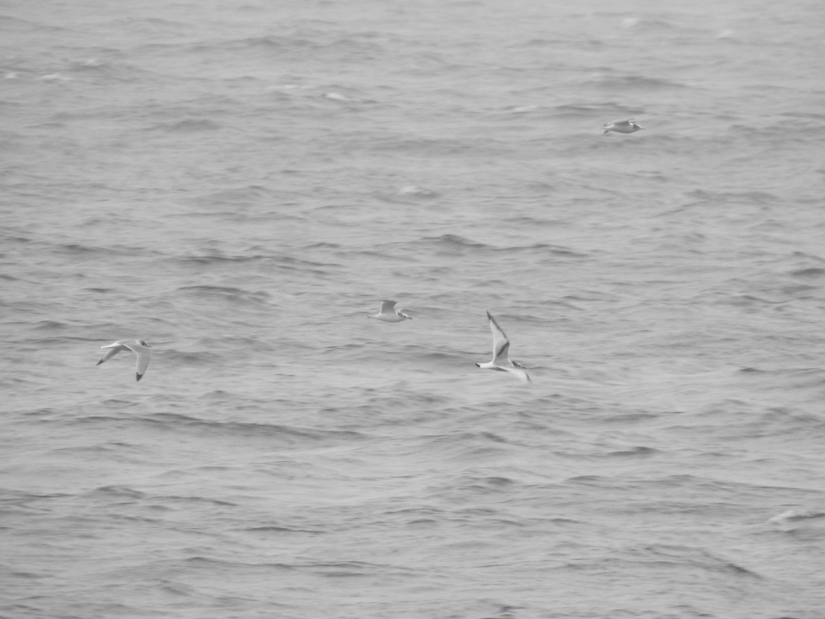 Black-legged Kittiwake - ML644466148