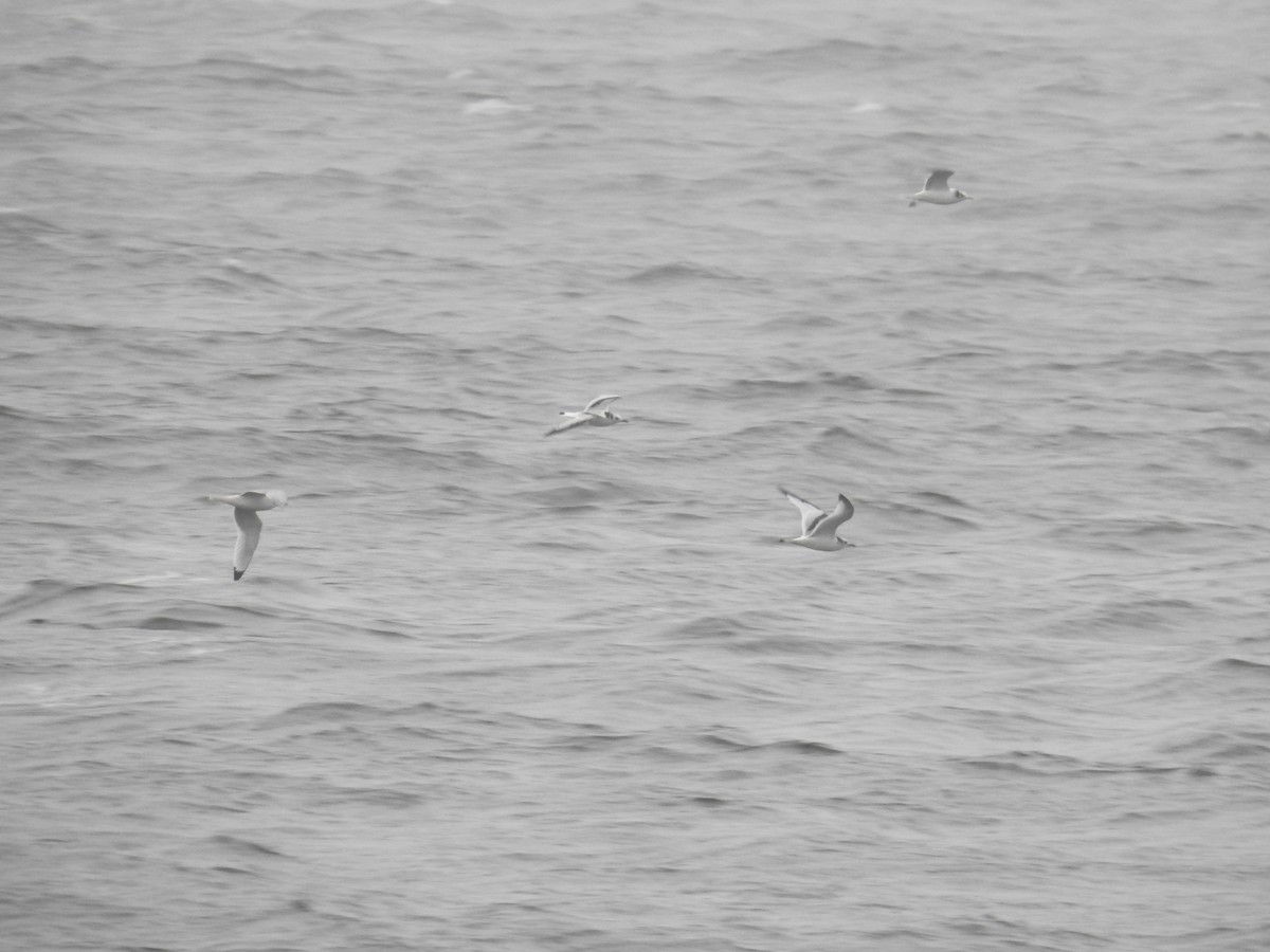 Black-legged Kittiwake - ML644466150