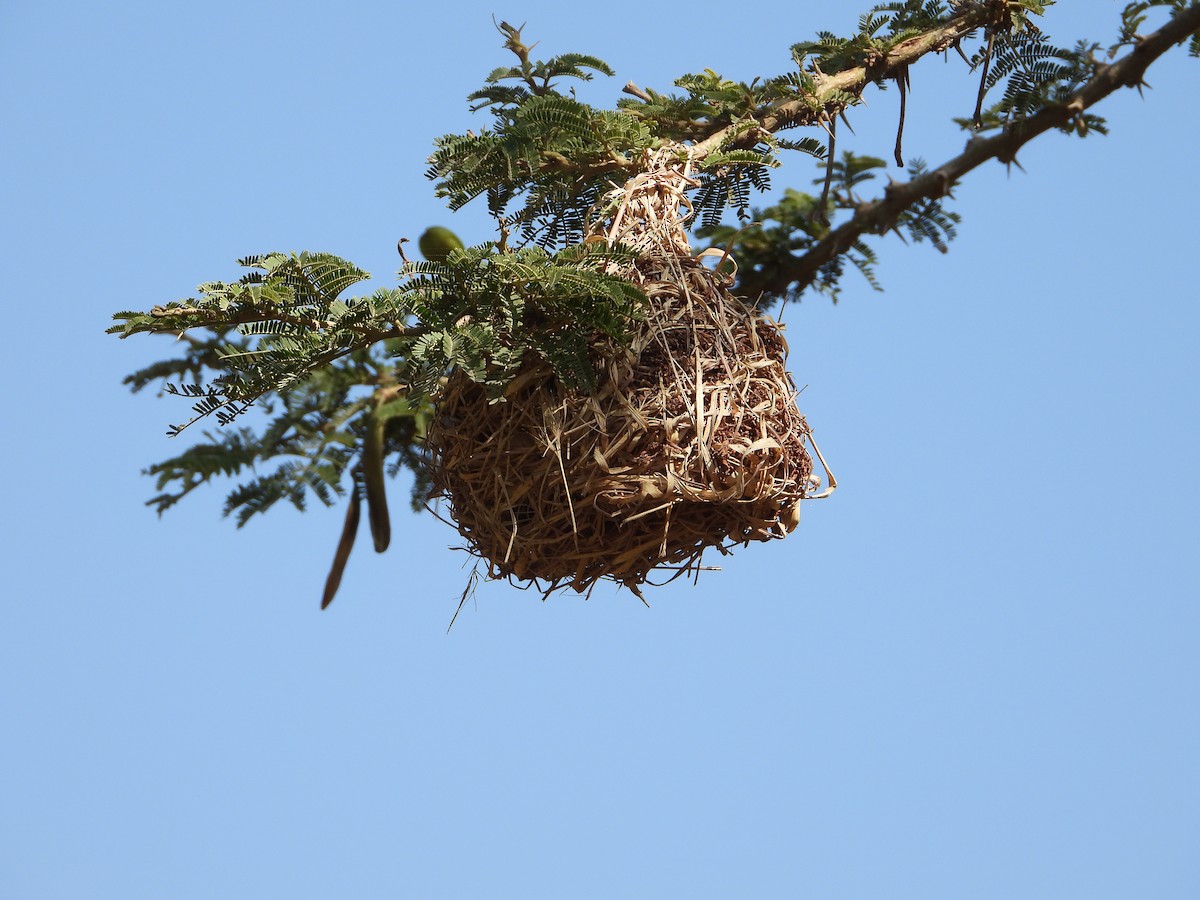 キイロハタオリ - ML644466151