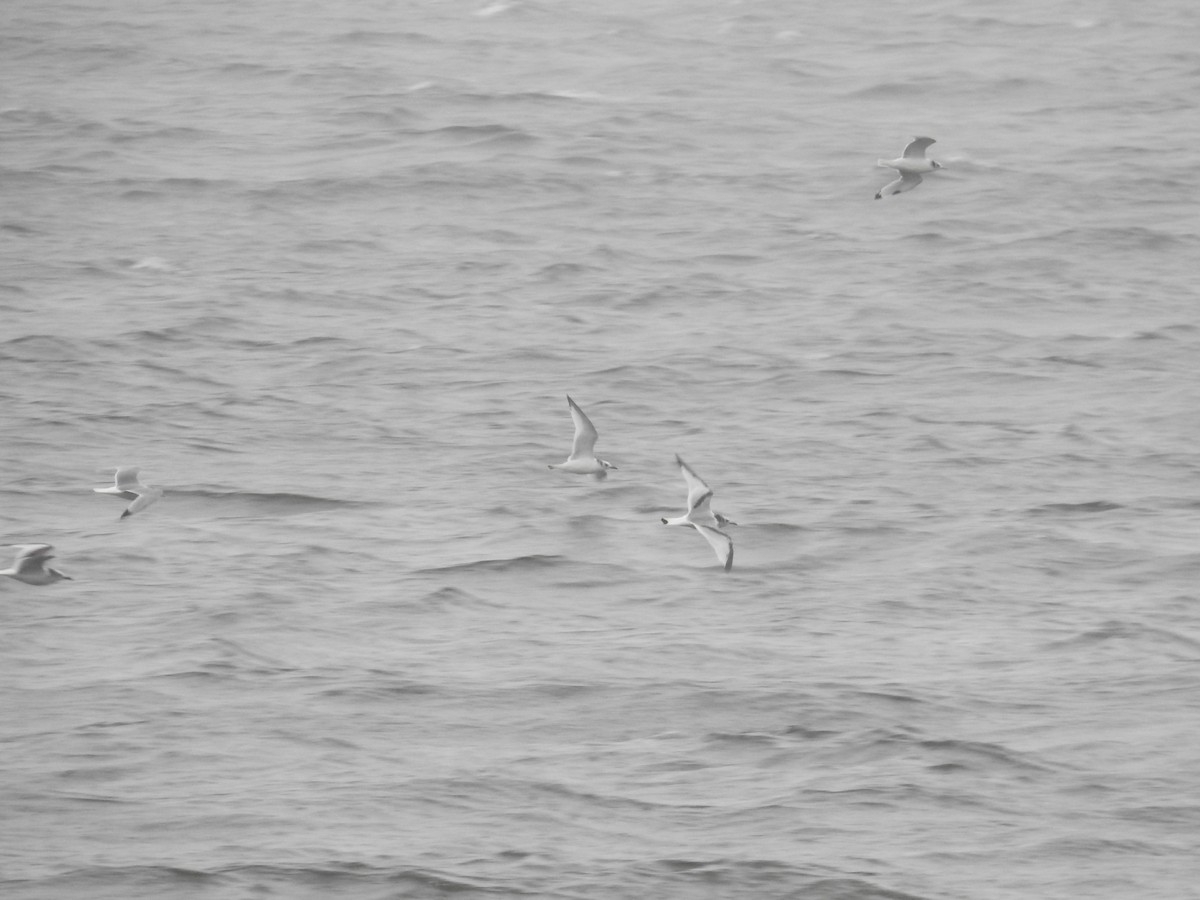 Black-legged Kittiwake - ML644466152