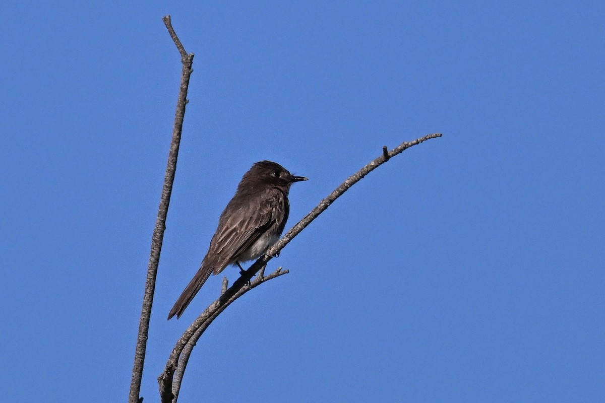 Black Phoebe - ML644466153