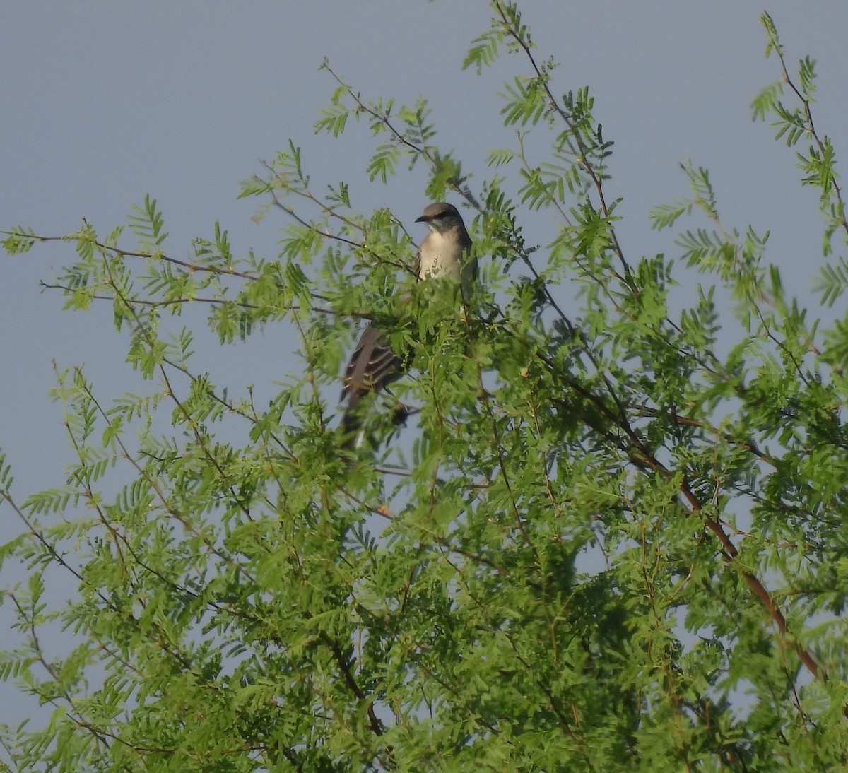 Northern Mockingbird - ML644466155