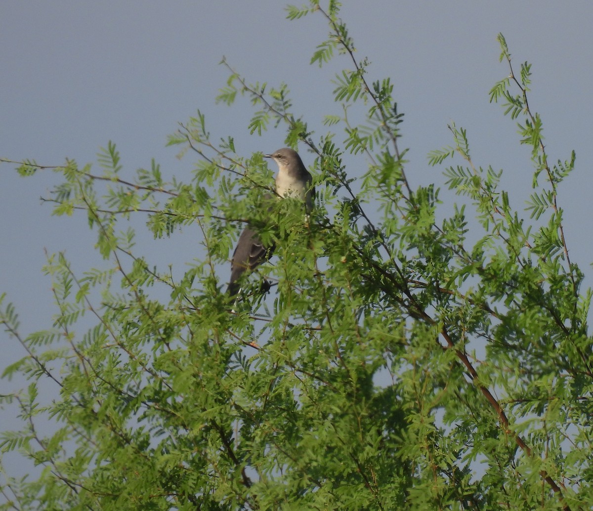 Northern Mockingbird - ML644466158