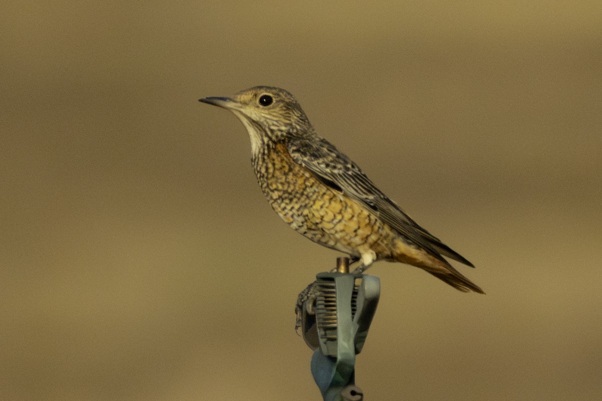 Хадны жижир - ML644466162