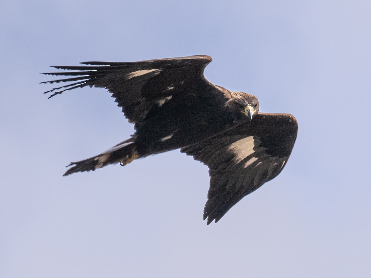 Golden Eagle - ML644466168