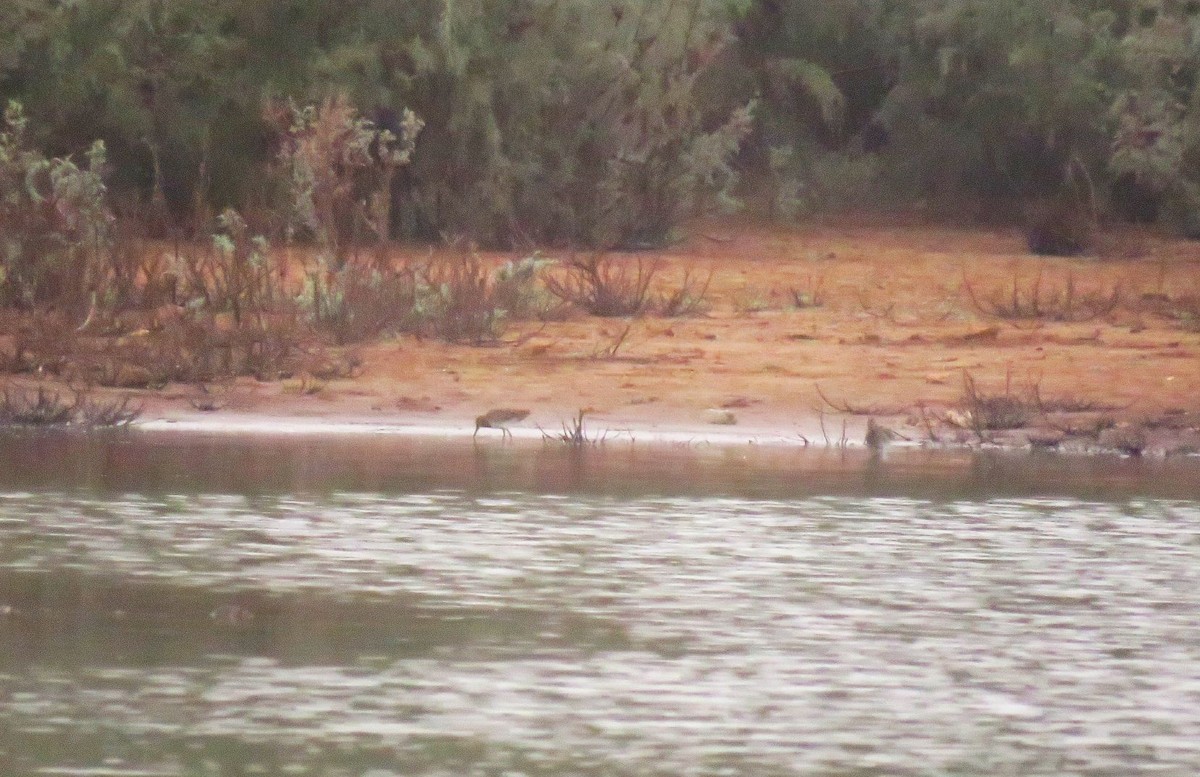 enkeltbekkasin - ML644466172