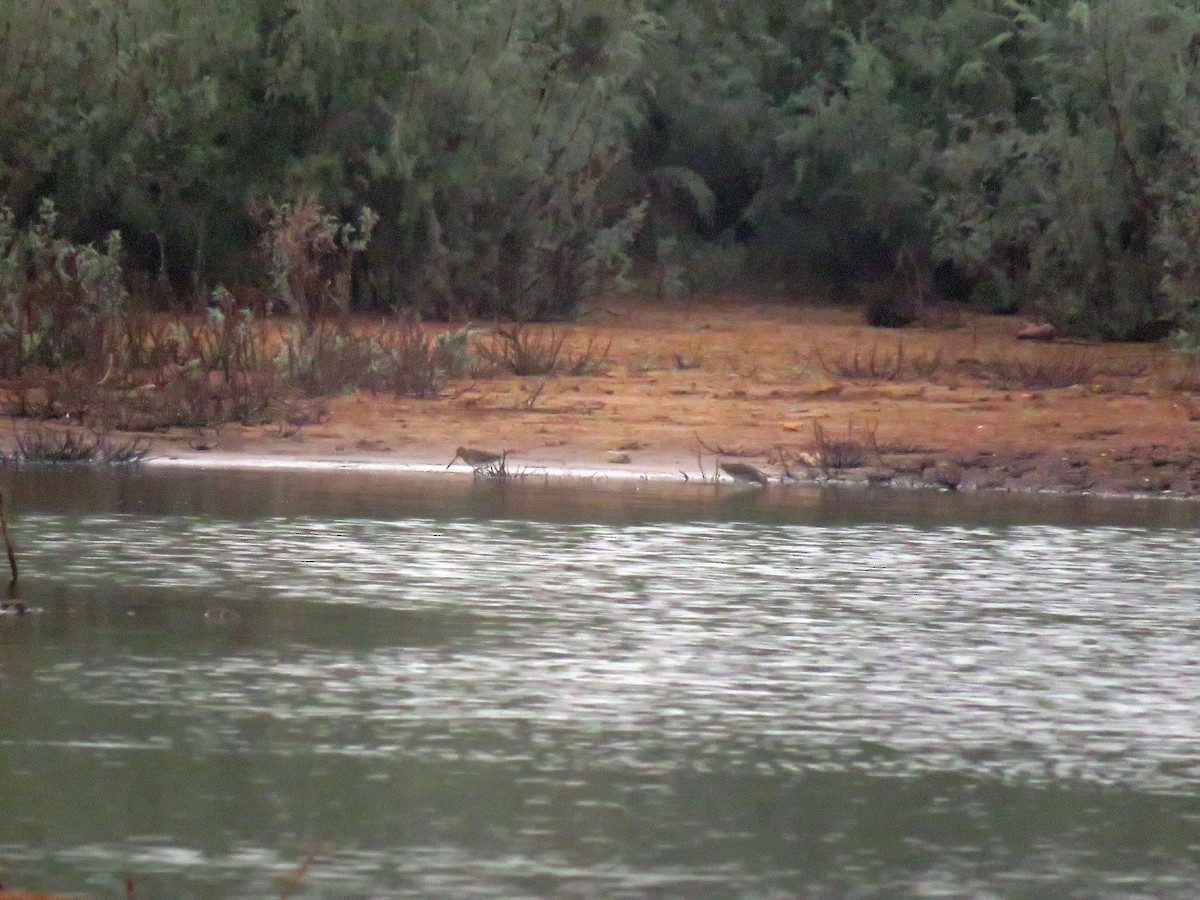 enkeltbekkasin - ML644466174