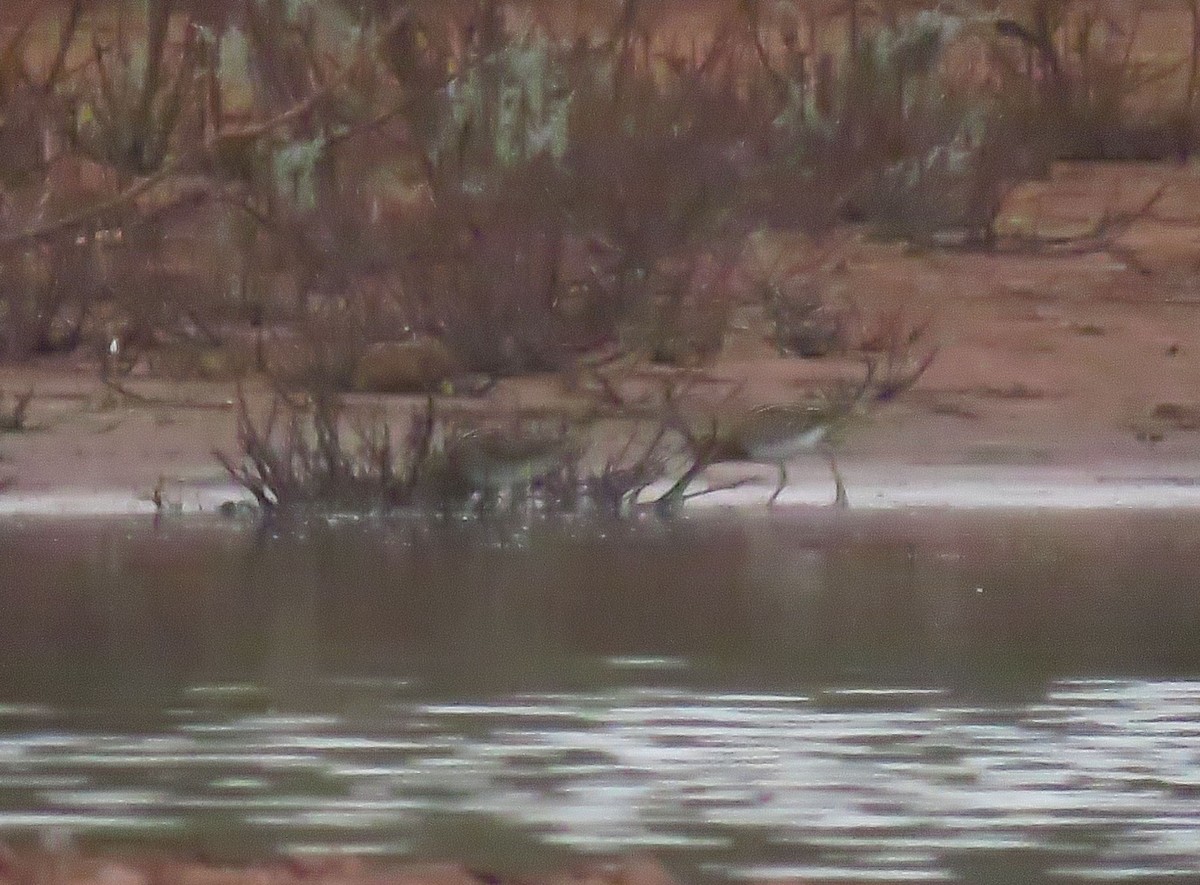 enkeltbekkasin - ML644466175