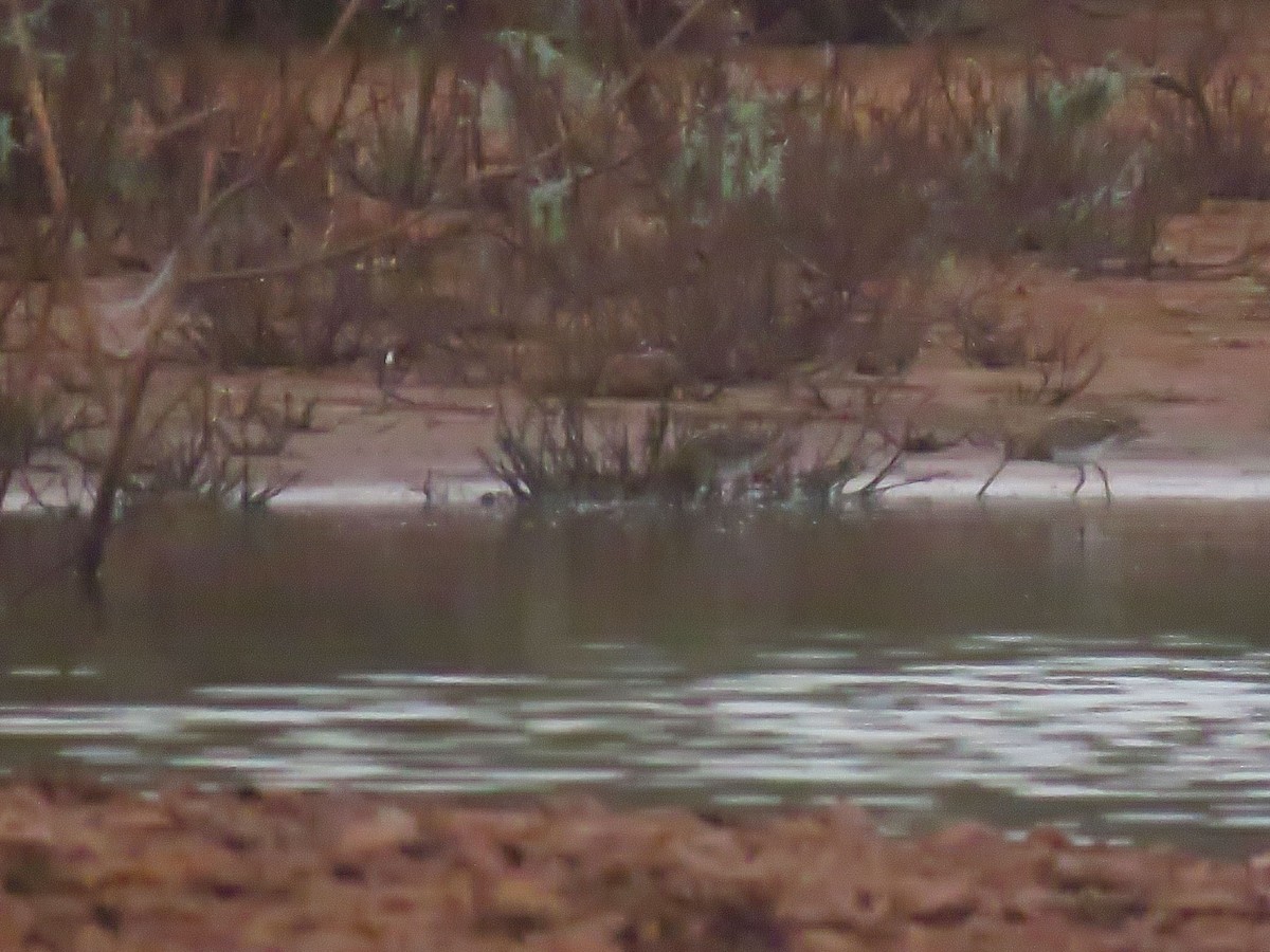 enkeltbekkasin - ML644466176