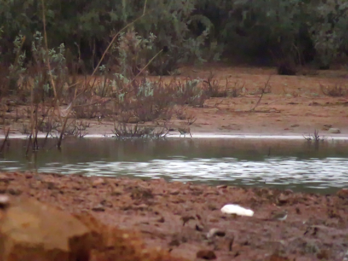 enkeltbekkasin - ML644466177