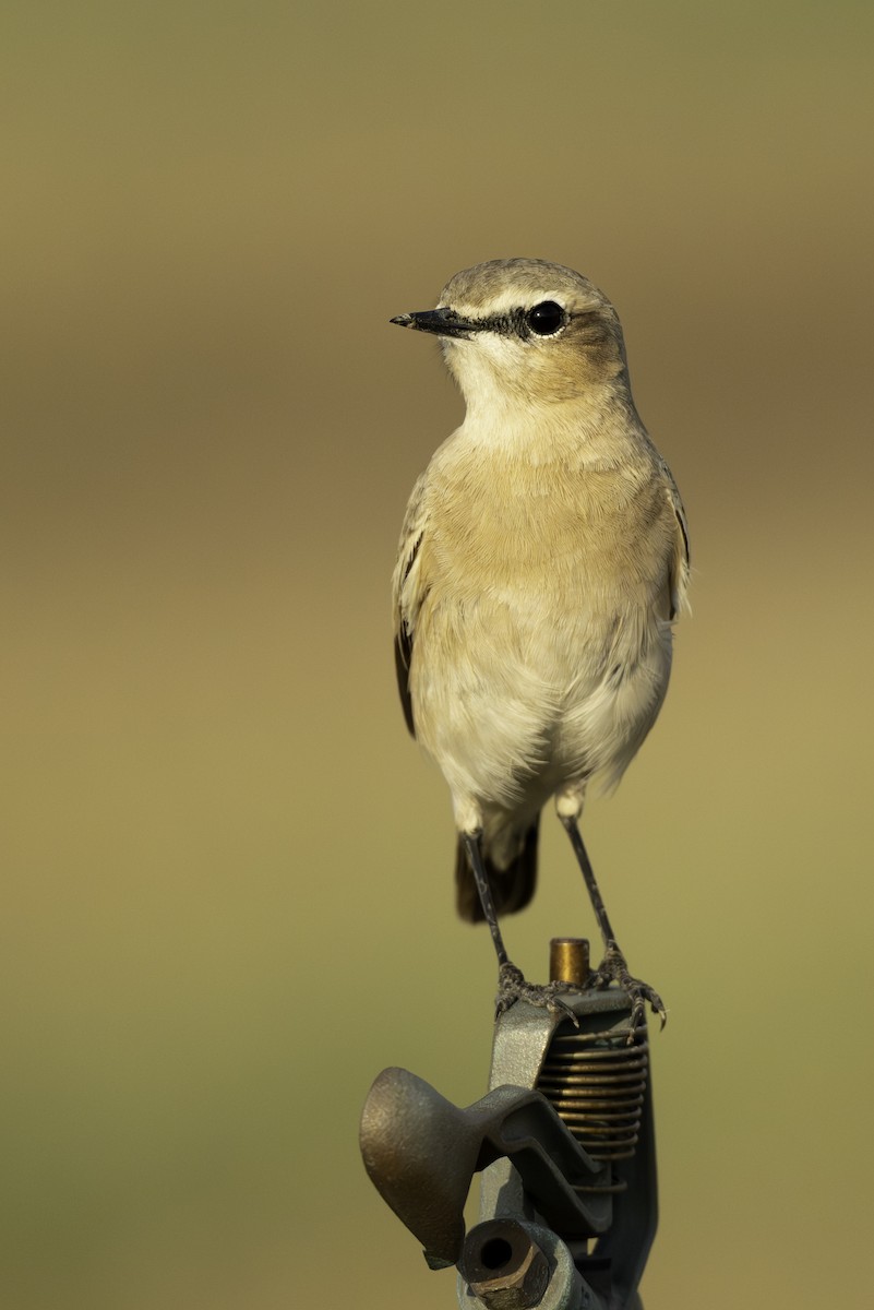 Бүжимч чогчиго - ML644466181