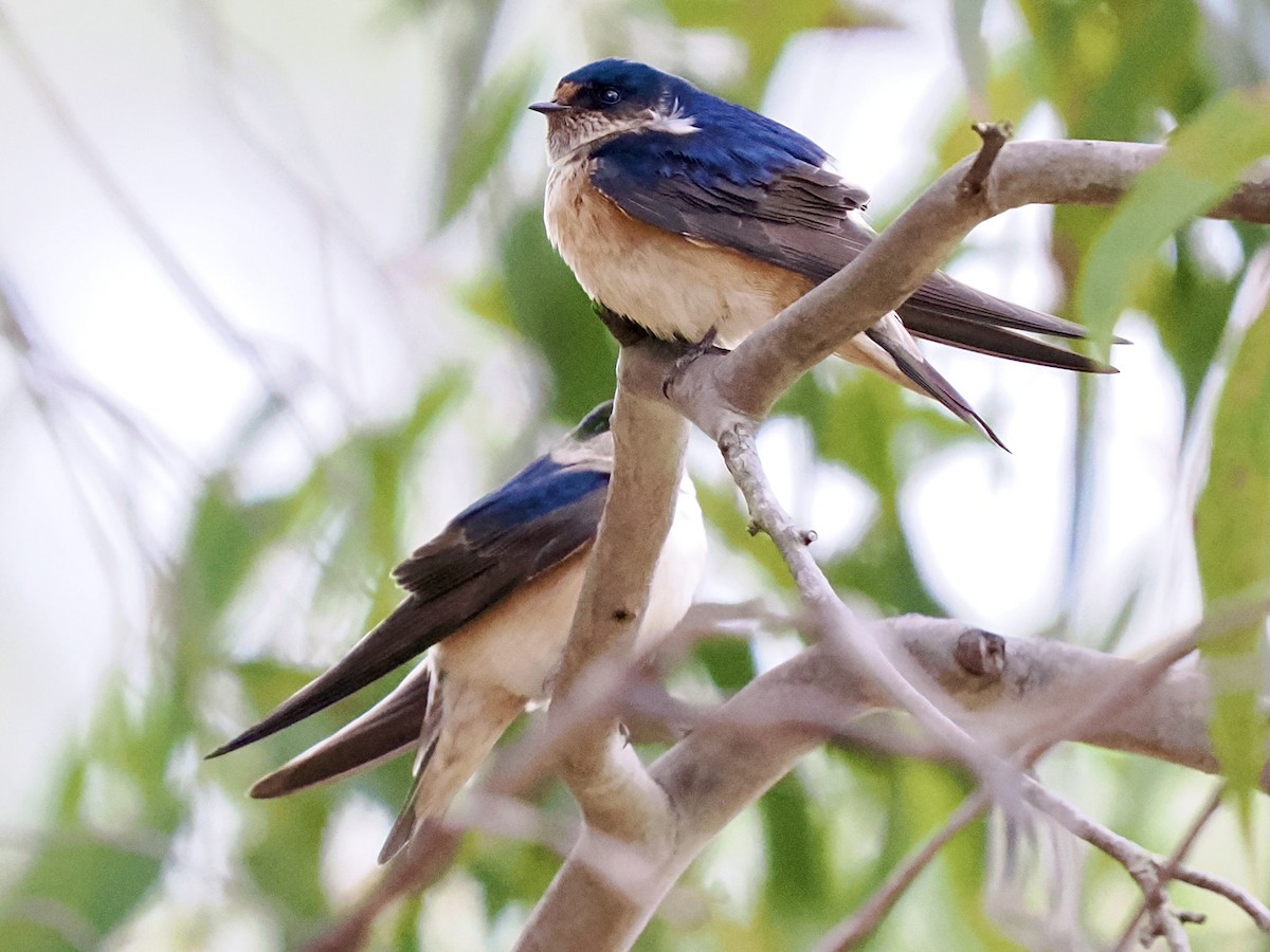 eukalyptussvale - ML644466187