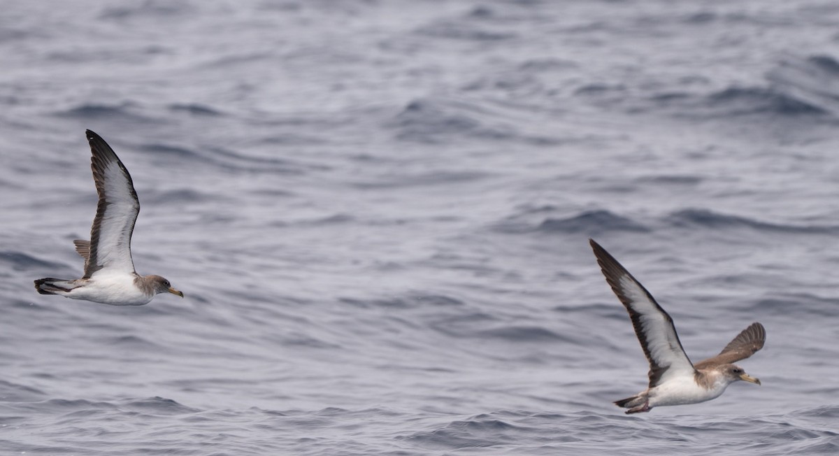 Cory's Shearwater - ML644466216