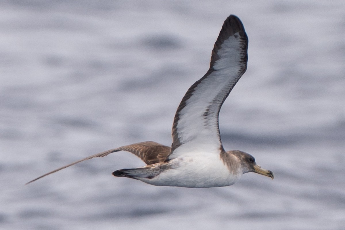 Cory's Shearwater - ML644466226